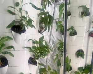 EL-ROI-GROOMING and growing stage