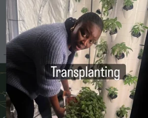 EL-ROI Transplanting stage