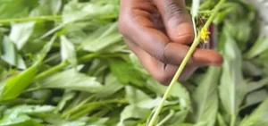 Eat Fresh Jute Leaves