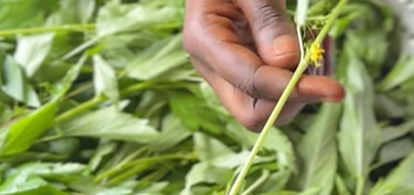 Eat Fresh Jute Leaves