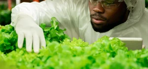 elroi-transplanting into hydroponics system