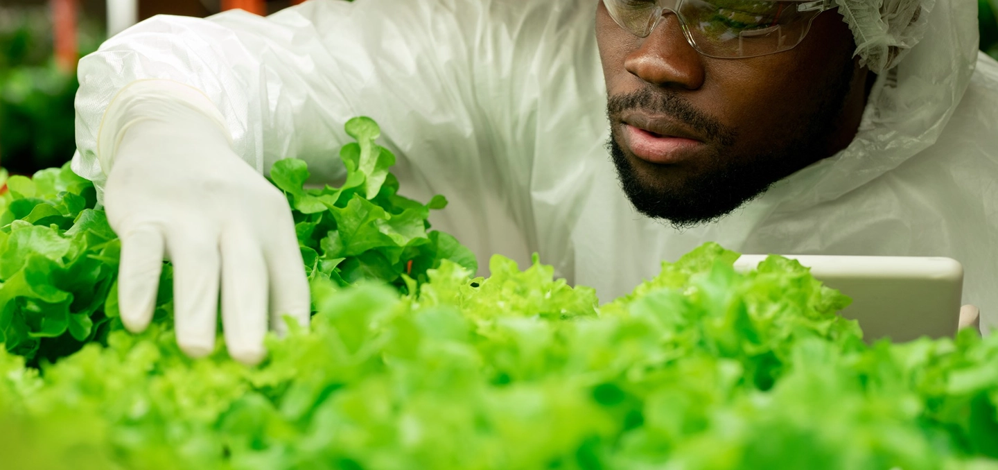 elroi-transplanting into hydroponics system