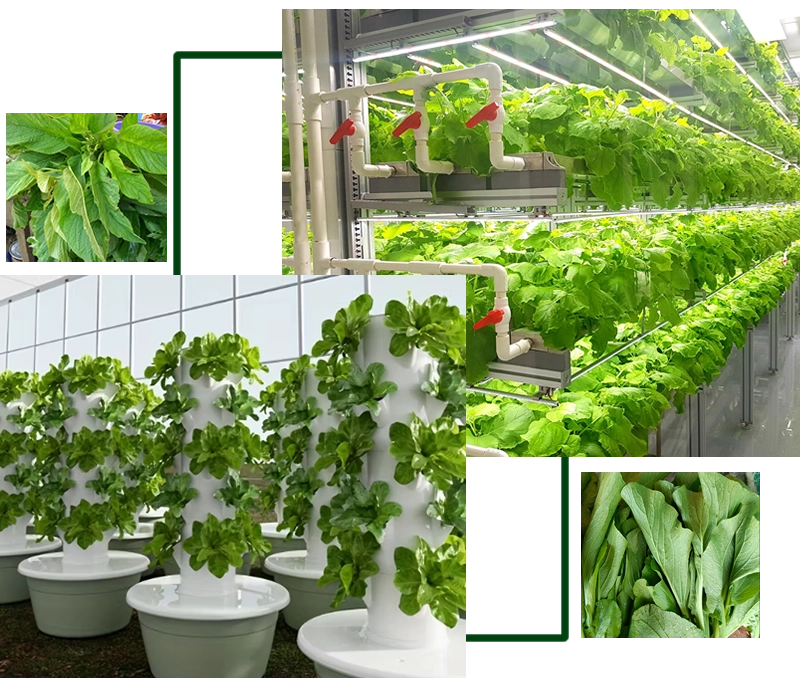 EL-ROI SOLUTIONS HYDROPONICS DEMONSRATIONS