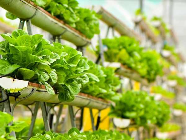 elroi-hydroponics-slide7