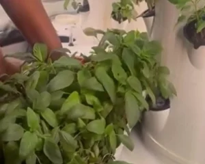 EL-ROI Shoko Oko Transplanting Stage